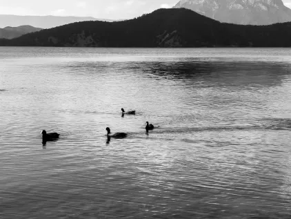 カジノ ミダス モバイルアプリ